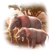 Savanna Elephants
