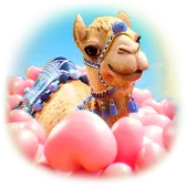 Camel's Love