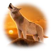 Desert Wolf