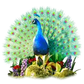 peacock